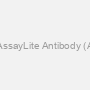 Human HBG2 AssayLite Antibody (APC Conjugate)